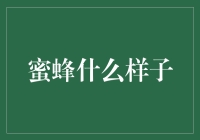 蜜蜂是什么样子的？揭秘金融市场的微观世界