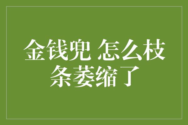 金钱兜 怎么枝条萎缩了